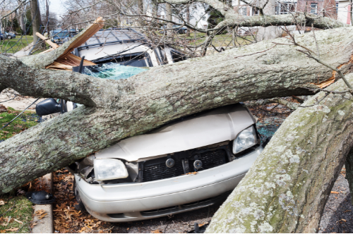Car crushed by a fallen tree during a storm